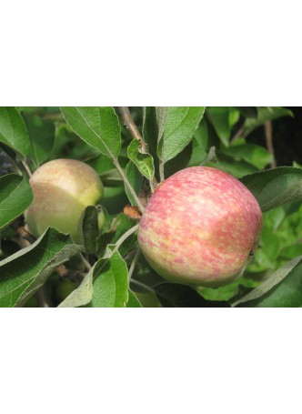 Конфетная (летняя)